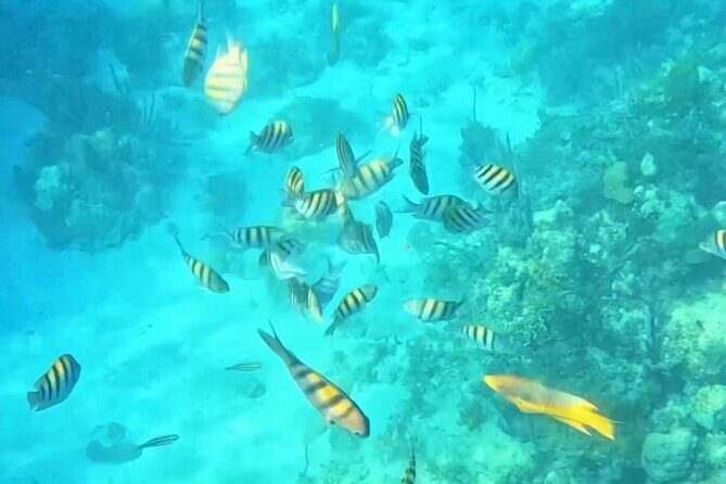 Island Skipper Private Boat Charter & Snorkel Experience - Exploring Nassau from the water: what’s included and what to expect