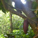 Isle of Spice Adventure Tour - Practical Tips for Tour Day