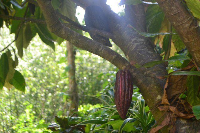 Isle of Spice Adventure Tour - Practical Tips for Tour Day