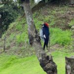 Iximché Archaeological Park Tour - Frequently Asked Questions