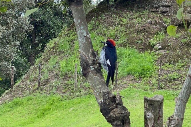 Iximché Archaeological Park Tour - Frequently Asked Questions
