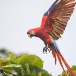 Jaco Birdwatching and Photography with Sergio - FAQs