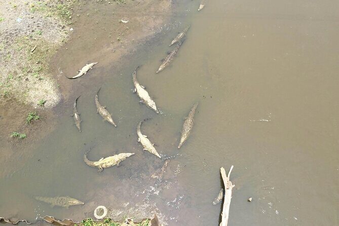 Jacos Wild Morning  Monkeys, Crocs & Local Flavors - Who is This Tour Best For?