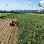 Jamaica: Worthy Park Rum Estate - The Itinerary and What to Expect