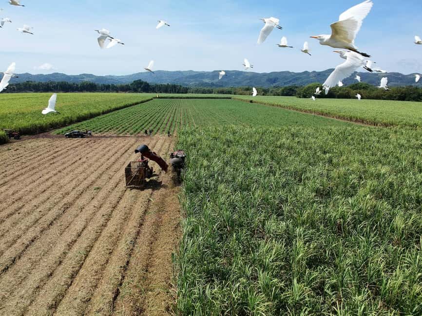 Jamaica: Worthy Park Rum Estate - The Itinerary and What to Expect