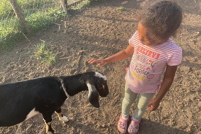 Jamaican Farm Life, Local Beach Experience - Family Friendly - Why This Tour Works Well