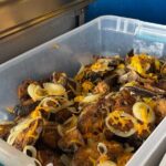 Jamaican Seafood Street Food Tour from Montego Bay, Falmouth - Final Thoughts: The Real Taste of Jamaica