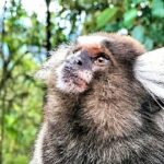 Jeep Tour to Tijuca Forest in Rio de Janeiro - Frequently Asked Questions