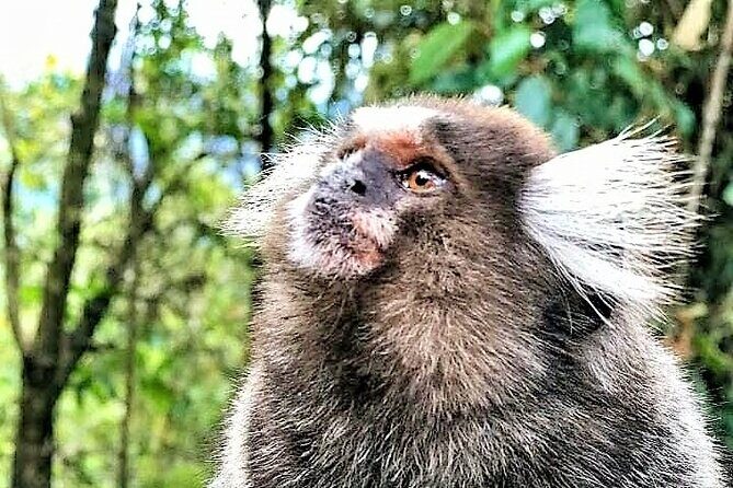 Jeep Tour to Tijuca Forest in Rio de Janeiro - Frequently Asked Questions