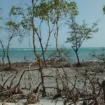 Jericoacoara West Coastal Tour - Authentic Experiences and Real Reviews