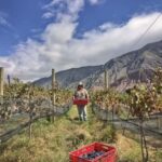 Jujuy: Extreme high altitude vineyards of the Quebrada de Humahuaca - An In-Depth Look at the Experience