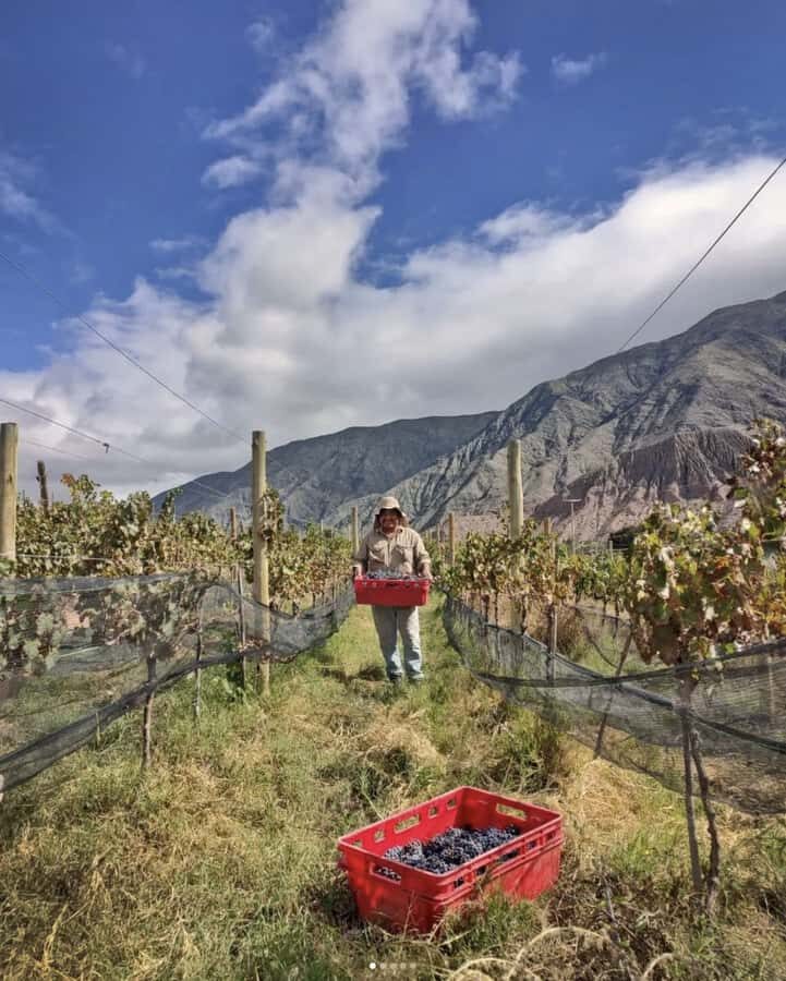 Jujuy: Extreme high altitude vineyards of the Quebrada de Humahuaca - An In-Depth Look at the Experience