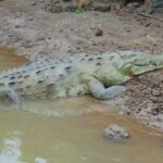 Jungle Crocodile Safari and Bird Watching tour/Tarcoles River CR - The Itinerary: What to Expect from Start to Finish