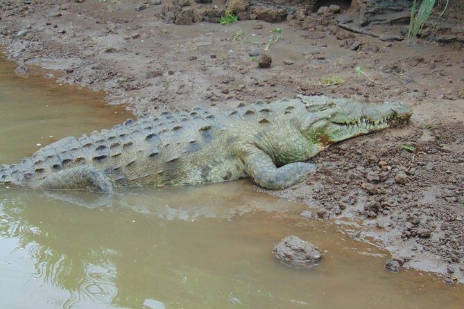 Jungle Crocodile Safari and Bird Watching tour/Tarcoles River CR - The Itinerary: What to Expect from Start to Finish