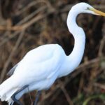 Jungle Cruise at Palo Verde National Park - Who Will Love This Tour?