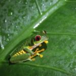 Jungle Night Tour - An In-Depth Look at the Jungle Night Tour