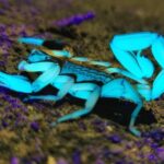 Jungle Night Tour Manuel Antonio - Why This Tour Is Worth Considering