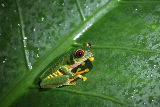 Jungle Night Tour - An In-Depth Look at the Jungle Night Tour