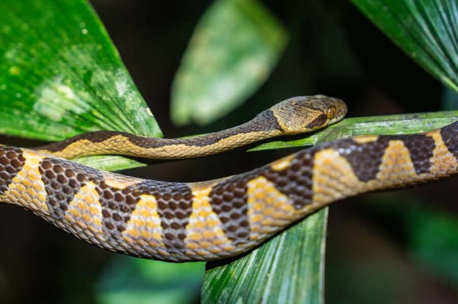 Jungle Night Walk/ Nocturnal wildlife and jungle sounds - Who Would Enjoy This Tour?