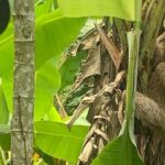 Jungle River, Sloth Sanctuary and Poisonous Frogs. - Who Would Enjoy This Tour?