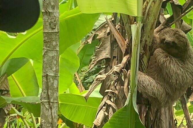 Jungle River, Sloth Sanctuary and Poisonous Frogs. - Who Would Enjoy This Tour?