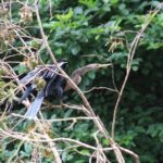 Jungle Safari Float on Sarapiqui River from La Fortuna - What to Expect and Tips for Your Day