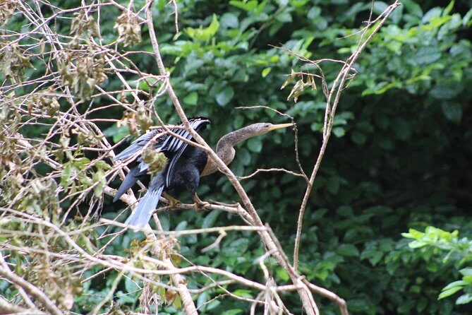 Jungle Safari Float on Sarapiqui River from La Fortuna - What to Expect and Tips for Your Day