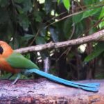 Jungle Tour Bird Watching and Local Fauna from Guatapé - Authentic Encounters with Colombia’s Nature
