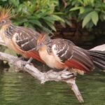 JUNGLE TRIP TO MANU PARK 3D/2N - Day One: Arrival at Pona Lodge and Rainforest Walks