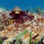 Kayak and Sea Turtle Snorkel with Beach Break - The Bottom Line: Is It Right for You?