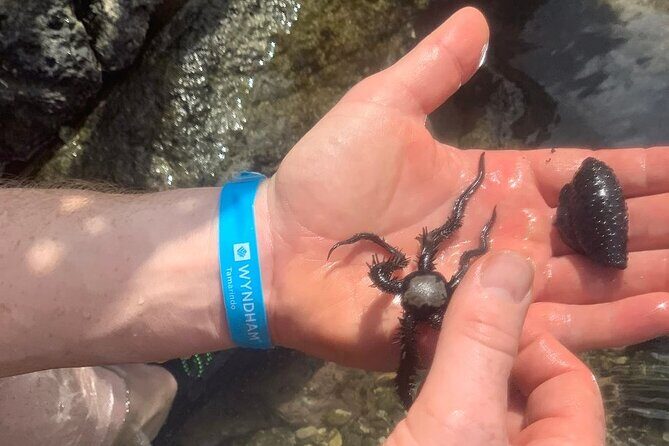 Kayak and Snorkelling trip to Capitan Island; part of Las Baulas National Park - Who Will Love This Tour?