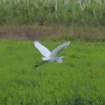 Kayak Fishing on Arenal Lake - An in-depth look at Kayak Fishing on Arenal Lake