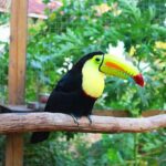 King Kong Extreme Zipline, City Tour, Sloths & Monkeys, Private Shuttle - Who Will Love This Tour?