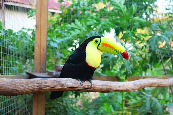 King Kong Extreme Zipline, City Tour, Sloths & Monkeys, Private Shuttle - Who Will Love This Tour?