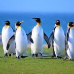 King Penguin Safari:4x4 Adventure to Volunteer Point, Falkland - Detailed Breakdown of the Itinerary