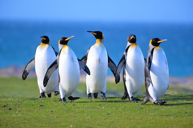 King Penguin Safari:4x4 Adventure to Volunteer Point, Falkland - Detailed Breakdown of the Itinerary