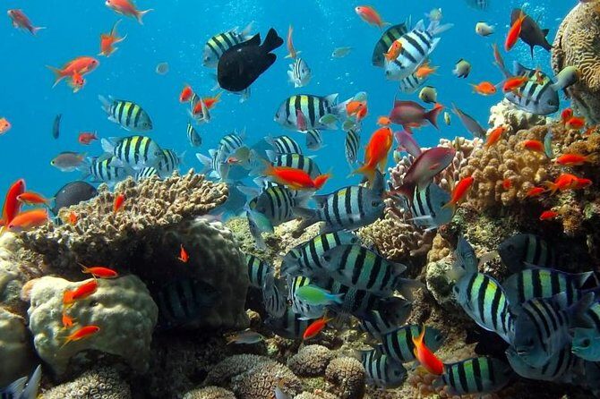 Kings Warf Catamaran Cruise, Snorkel & Refreshments - Final Thoughts: Is It Worth It?