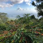 Kingston: Blue Mountain Peak Hike and Coffee Farm Experience - What Travelers Say