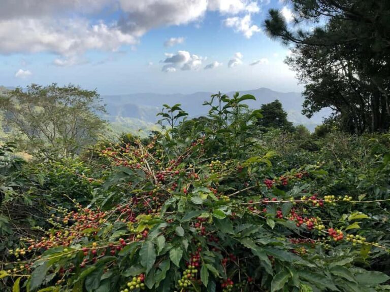 Kingston: Blue Mountain Peak Hike and Coffee Farm Experience - What Travelers Say