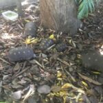 Kingstown: St. Vincent Pirates of the Caribbean Tour - FAQ