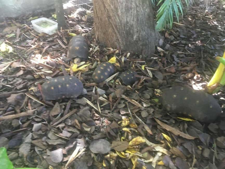 Kingstown: St. Vincent Pirates of the Caribbean Tour - FAQ