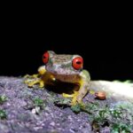 Kinkajou Night Walk Tour - The Sum Up