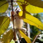 KSTR Re-Wilding Center Manuel Antonio (Sloth/Primate Park) - An In-Depth Look at the Re-Wilding Experience