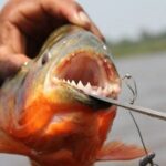 Kukamas Tribe, Butterfly Preserve & Sport Piranha Fishing - All tickets included - What Makes This Tour Stand Out?