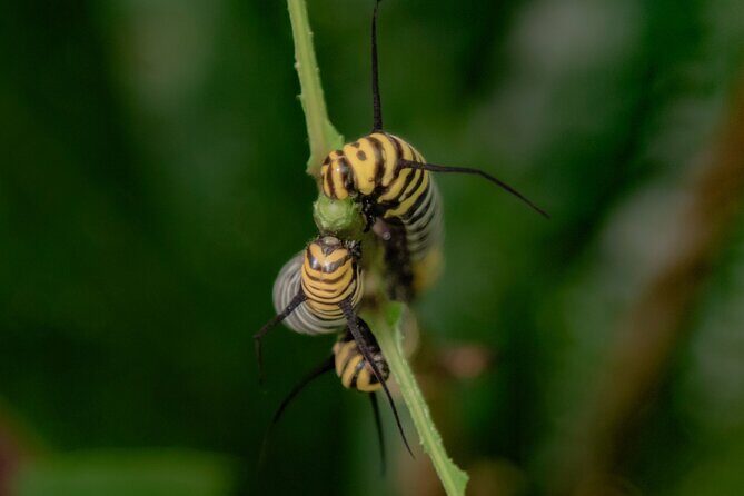 La Fortuna Arenal Butterfly Garden - Who Is This Tour For?
