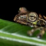 La Fortuna Frogs and Reptiles Wildlife Night Tour 2hrs - What Guests Say: Authentic Perspectives
