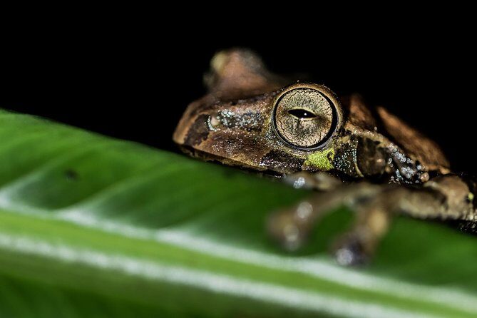 La Fortuna Frogs and Reptiles Wildlife Night Tour 2hrs - What Guests Say: Authentic Perspectives