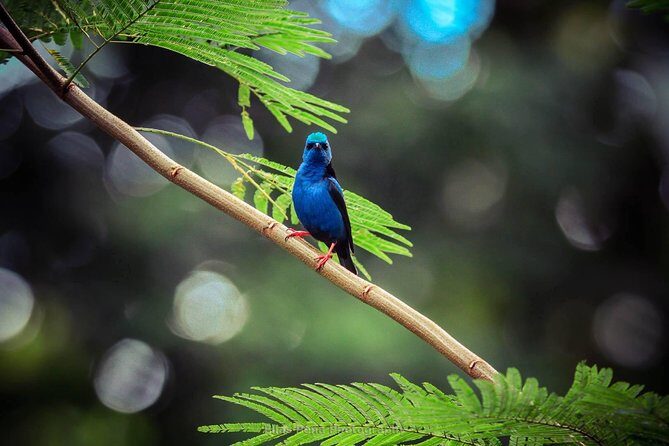 La Fortuna Guided Day Nature Experience 2hrs - Final Thoughts