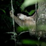 La Fortuna Night Walk in High Biodiversity Rainforest - The Sum Up: Who Should Book This?