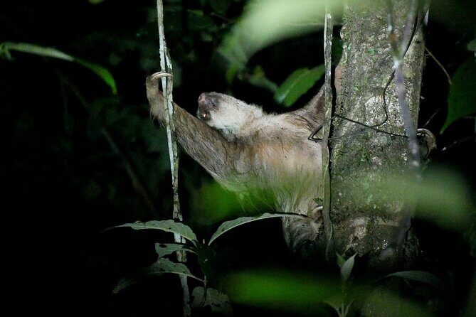 La Fortuna Night Walk in High Biodiversity Rainforest - The Sum Up: Who Should Book This?